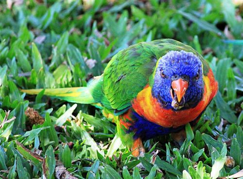 parrot ara colorful