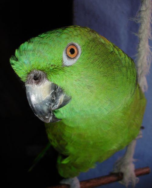 parrot amazone yellow neck amazone