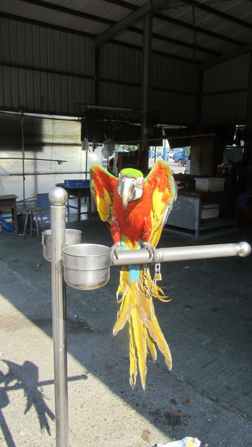 parrot bird cute bird