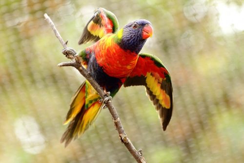 parrot bird captivity
