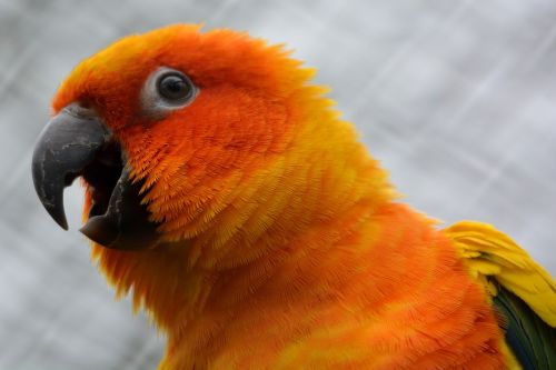 parrot animal bird