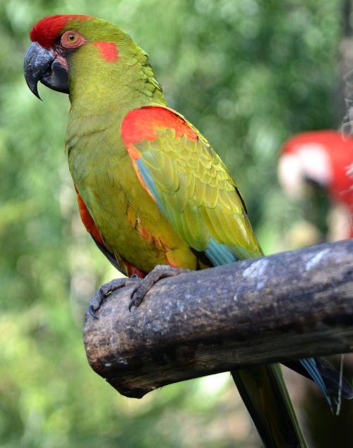 parrot zoo temaiken
