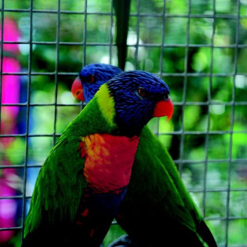 parrot colorful bird