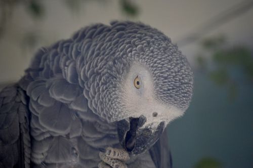 parrot grey feather