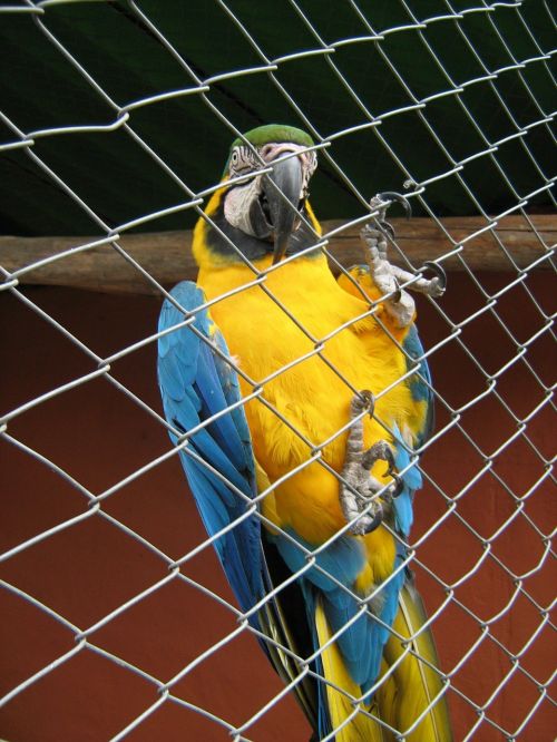 parrot ave cage