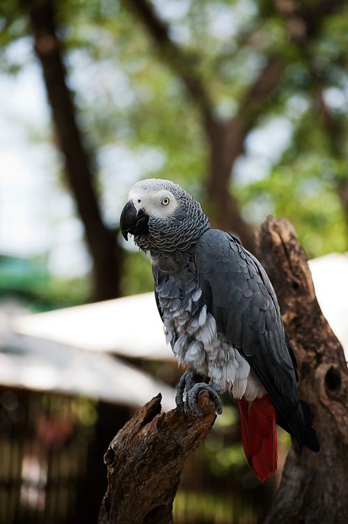 parrot africa nature