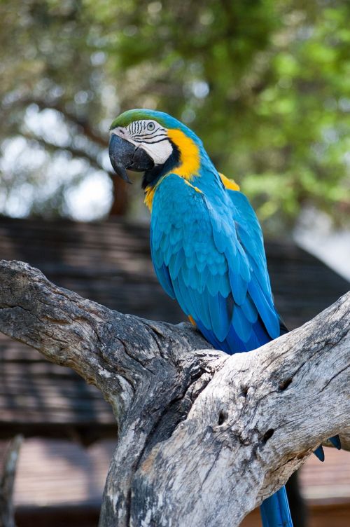 parrot africa bird
