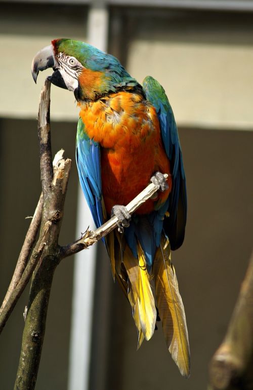 parrot ara bird