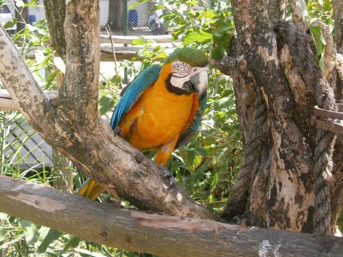 parrot ave zoo