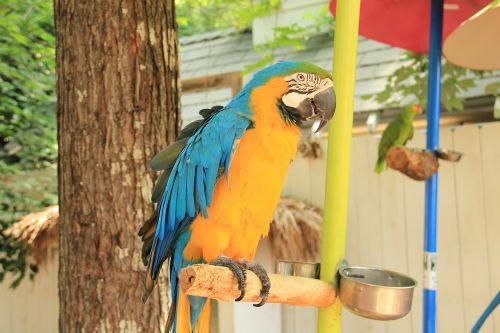 parrot blue yellow