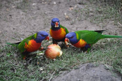 parrot colorful animal world