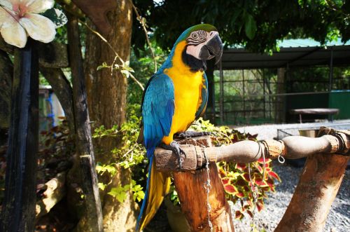 parrot bird nature