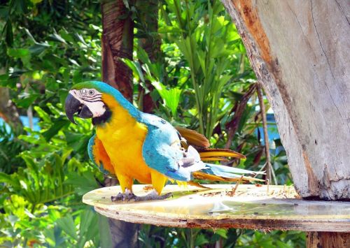 parrot colorful bird