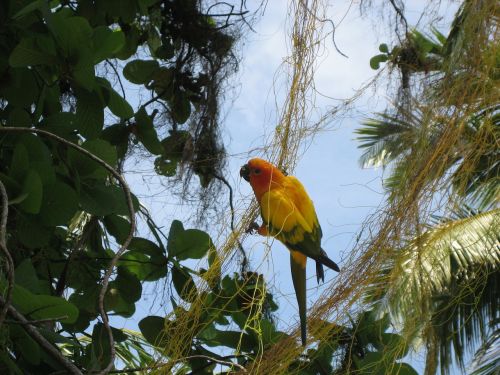 parrot maldives bird