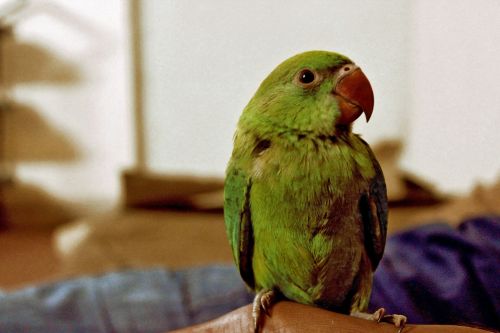 parrot bird animals