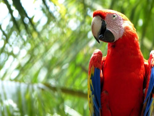 parrot red tropical
