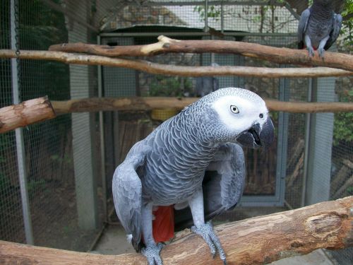 parrot african grey bird