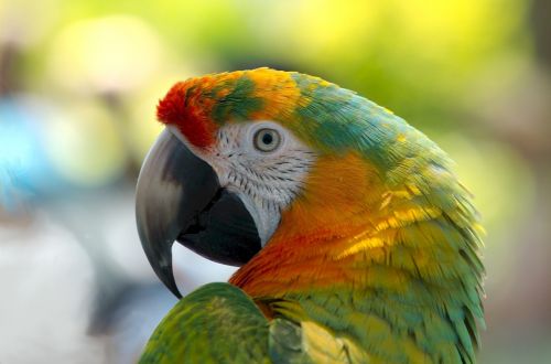 parrot bird colorful