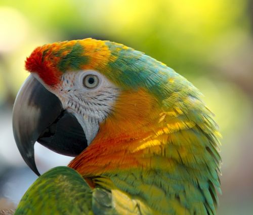 parrot bird colorful