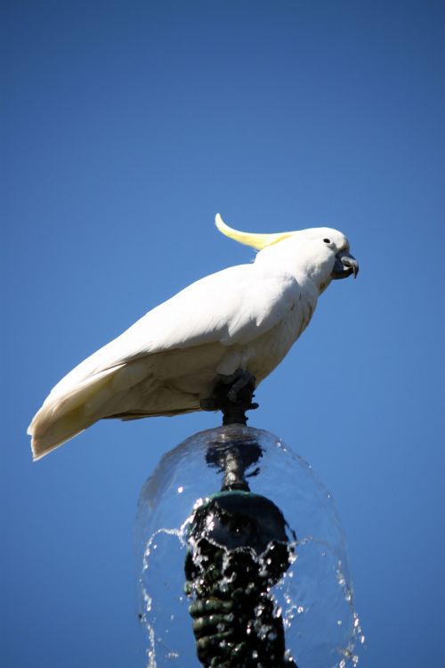 Parrot Drinking Fountain Water 3