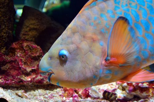 parrot fish fish aquarium