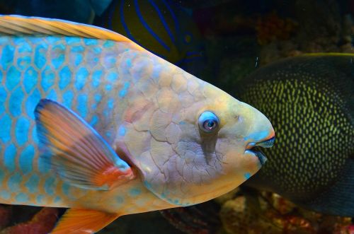 parrot fish fish underwater