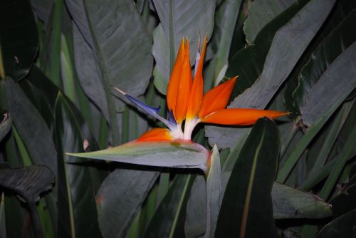 parrot flower caudata blossom