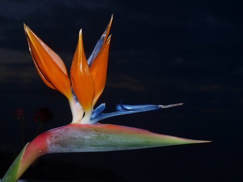 parrot flower  flower  madeira