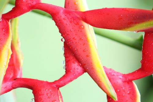 parrot flower flora red