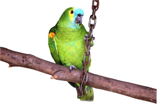 parrot on white background looking pet bird