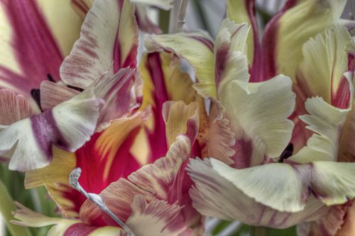 parrot tulip tulips flower