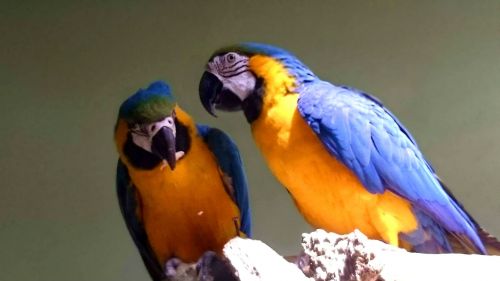 Parrots