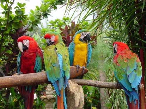 parrots birds nature