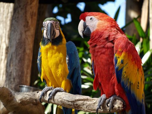 parrots colorful nature