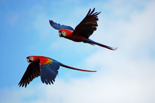 parrots parrot pair