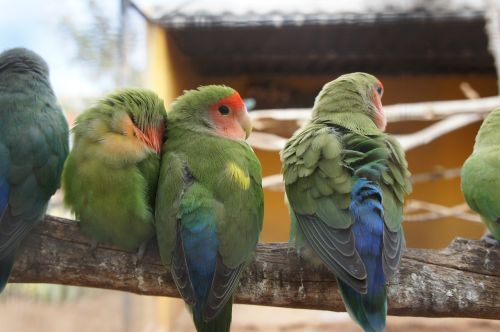 parrots bird nature