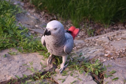 parrots žako bird