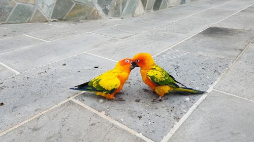 parrots small parrot fight