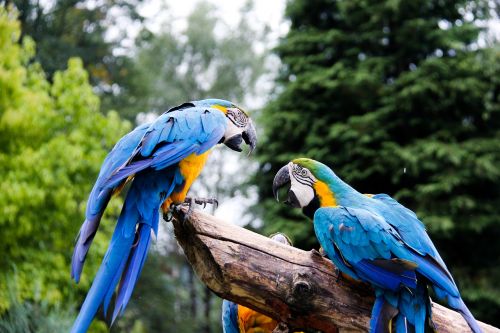 parrots zoo parrot