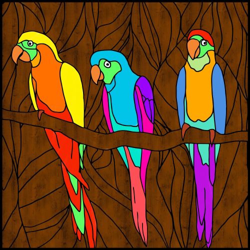 parrots birds bright