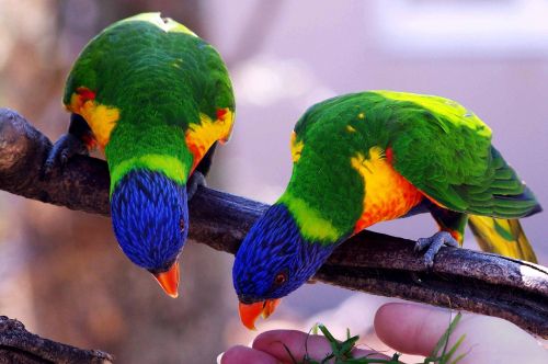 parrots bird inseparable