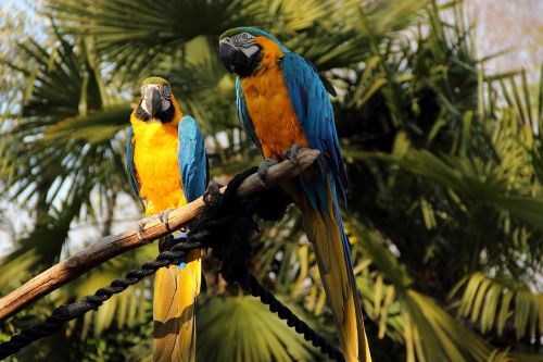 parrots birds zoo