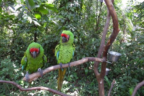 parrots macaw green