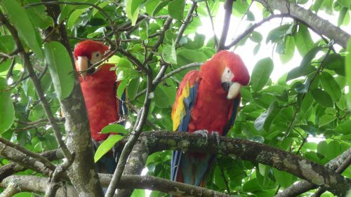 parrots tree red parrots