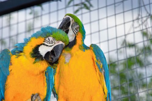 parrots aras couple