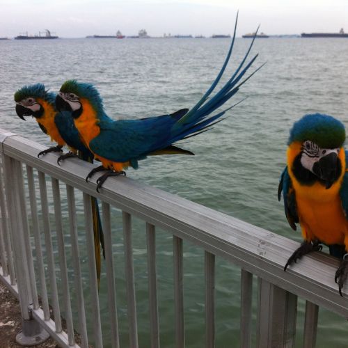 parrots ocean birds