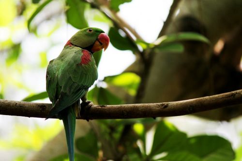 parrots birds forests