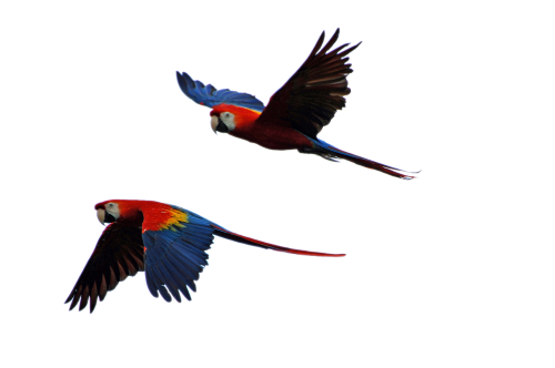 parrots flight parrot