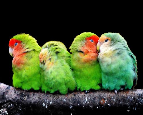 parrots canaries birds