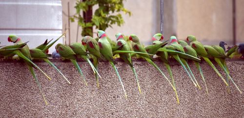 parrots waiting in a row breakfast time
